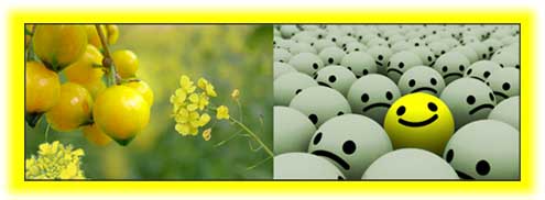 yellow.jpg yellow.jpg